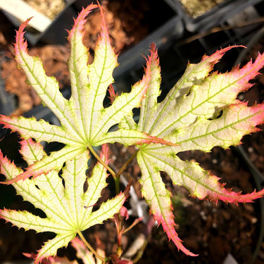 Acer palmatum 'First Ghost' Reticulated Japanese Maple